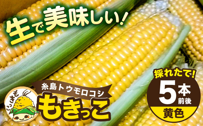 
糸島産 トウモロコシ 「もきっこ」 黄 (5本前後) 糸島市 / 内田農業 とうもろこし コーン [AZH004]
