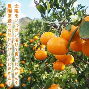 【2025年12月発送】濃厚完熟 木成り温州みかん 小粒スイート 5kg 和歌山県産【配送不可地域：離島】【1553369】