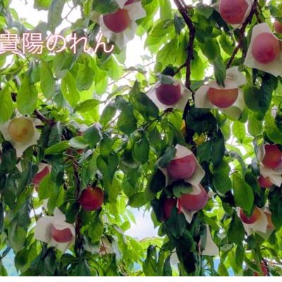 ふるさと納税 南アルプス市 【2026年発送/先行受付】すもも貴陽　大玉サイズ(7〜9玉)　1.5kg |  | 01