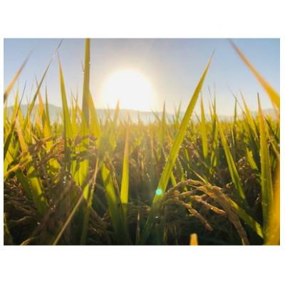 ふるさと納税 村上市 新米【令和7年産米】新潟県村上市産 新之助 精米 12kg B4073 |  | 03