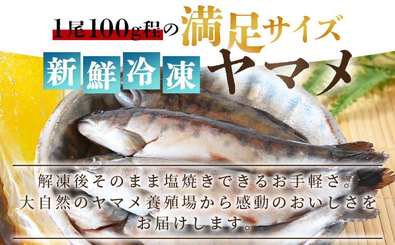 ＜新鮮冷凍ヤマメ 50尾＞ 国産 九州産 尺ヤマメ 山女魚 水産物 魚 魚介 川魚 養殖魚 塩焼き バーベキュー BBQ【MI773-sk】【有限会社しゃくなげの森】 約100g×50尾