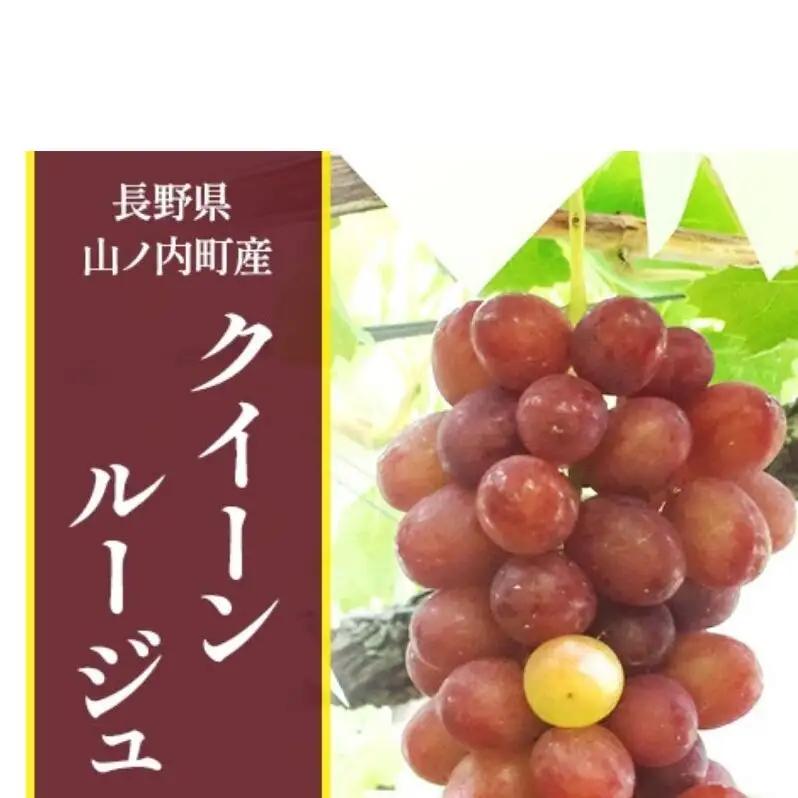 クイーンルージュ ぶどう 先行予約 2房 1kg クイーンルージュ