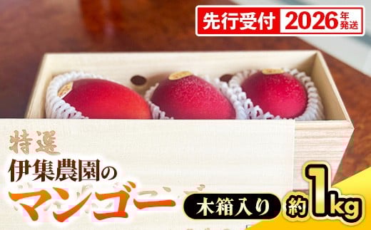 
            【木箱入】【先行受付・2026年発送】伊集農園  沖縄県産マンゴー（贈答用木箱）約1kg - 先行予約 沖縄 産地直送 南国フルーツ 旬の味覚 旬のフルーツ 贈り物 ギフト 沖縄県 八重瀬町
          