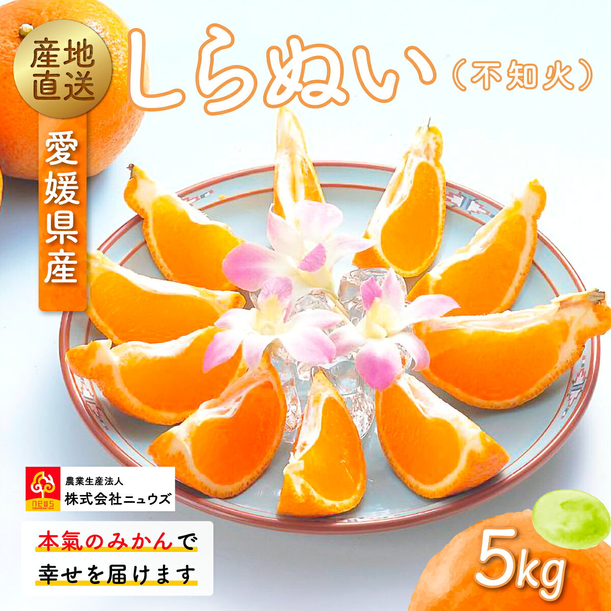 【ふるさと納税】【先行予約】産地直送！愛媛県産しらぬい（不知火） 5kg（2027年2月中旬より順次発送） 【ふるさと納税 人気 おすすめ ランキング みかん ミカン 蜜柑 しらぬい 不知火 フルーツ 果物 産地直送 ニュウズ 愛媛県産 愛媛県 伊方町 送料無料】 IKTF017
