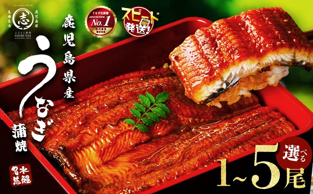 
            【10営業日以内に発送】鰻 養殖 日本一！ 鹿児島県産 うなぎ 蒲焼 1～5尾 (計120g～800g以上) 名水慈鰻 たれ・山椒付き うなぎ 鰻 ウナギ 2尾 3尾 5尾 かばやき うな重 ひつまぶし 冷凍 国産 鹿児島 【丑の日までに配送】【志布志市制20周年記念】
          