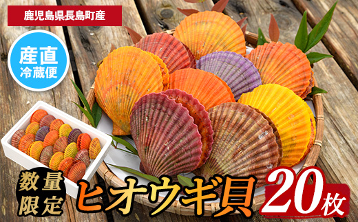 《令和7年11月より順次発送予定》＜期間・数量限定＞長島特産！ヒオウギ貝(20個)【口之福浦ヒオウギ貝出荷グループ】kuchi-861