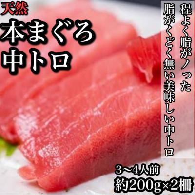 ふるさと納税 小田原市 天然本鮪中トロ 約200g×2柵　3〜4人前 上質な脂が美味しい中トロ!【神奈川県小田原市早川】