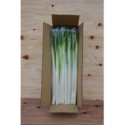 【ふるさと納税】長ネギ 5kg入り【ストロベリーみなみ】【1691185】