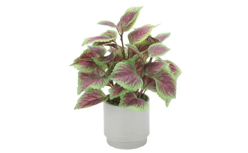 光の楽園 コリウスS【配送不可：北海道・沖縄・離島】 インテリア 光触媒 人工植物 造花 フェイクグリーン 花 フラワー 清浄 消臭 浜松市