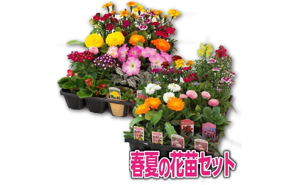 季節の花苗24苗セット
