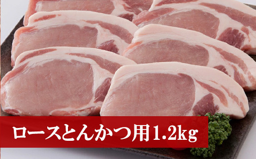 M76 野田精肉店厳選豚肉＜ロースとんかつ用1.2kg＞