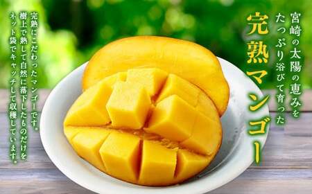 ＜宮崎県産完熟マンゴー 2L×2玉（約700g）＞20626年4月中旬～7月下旬までに順次出荷【c1394_mm_x1】 果物 くだもの フルーツ アーウィン マンゴー デザート 甘味 完熟 宮崎