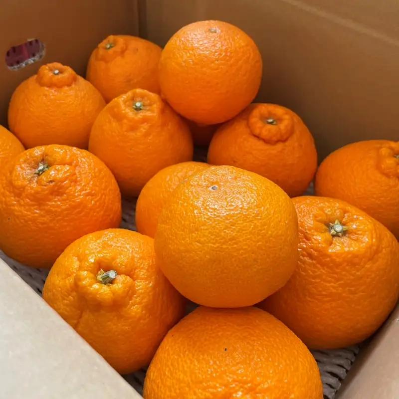 【期間限定・2027/1/31まで】不知火1kg※2026年3月から順次発送予定※ / 和歌山県 しらぬい デコポン フルーツ 果物 柑橘 田辺市 【nak014-1】