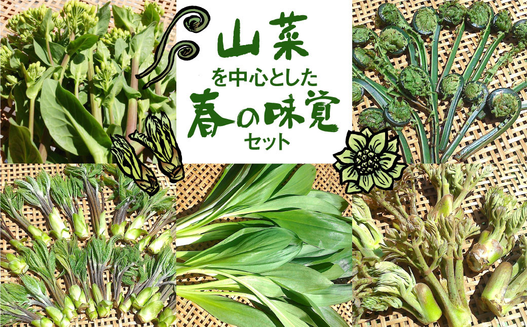 
            《先行予約》《期間・数量限定》山菜を中心とした春の味覚セット syun11　野菜 山菜 春野菜 ありがとうファーム 有機野菜 春の味覚
          