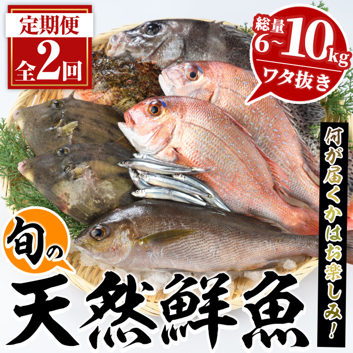 ＜定期便・全2回＞旬の天然鮮魚 厳選BOX(各3～5kg) 天然 魚貝 魚介 海産物 刺身 焼き魚 煮つけ 鯛 イカ キビナゴ【さるがく水産】a-40-13