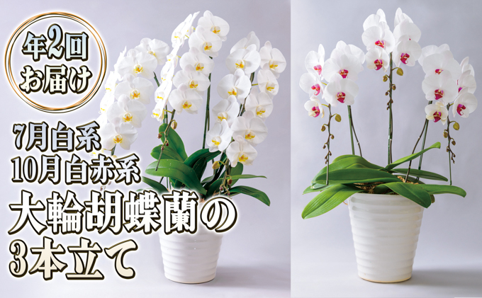 
            大輪胡蝶蘭の3本立ての年2回お届け（7月：白系、10月：白赤系）胡蝶蘭 花 ギフト プレゼント お祝い 贈り物 
          
