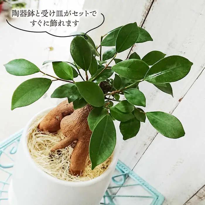 【お中元対象】幸せを呼ぶ木『 ガジュマル 』  糸島市  / cocoha [AWB022] 観葉植物 インテリア グリーン 室内