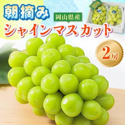 
            ＜先行受付＞岡山県産 農家直送 朝摘みシャインマスカット2房セット (1.2～1.5kg)_シャインマスカット ぶどう 葡萄 ブドウ 岡山産 果物 くだもの フルーツギフト フルーツ 贈答用 果物セット 岡山県 津山市 産直 産地直送 送料無料【1433060】
          
