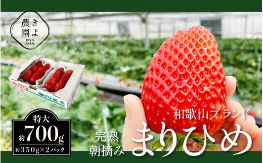 
                  特大まりひめイチゴ 朝摘 6個～11個入×2パック［2026年1月中旬頃より発送］［先行予約］［KT3］
                