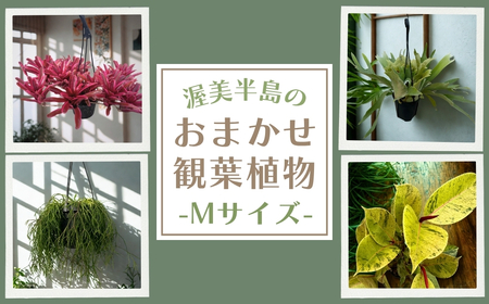 渥美半島のおまかせ観葉植物 Mサイズ 観葉植物 植物 グリーン インテリア インテリアグリーン 緑 おまかせ