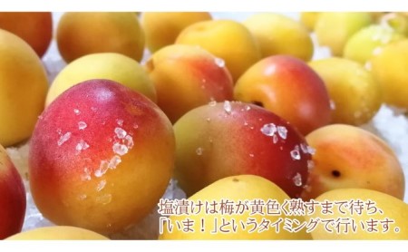 昔ながらの梅干し 一級品（福井県若狭町）伝統製法にこだわり仕上げた無添加・無着色の梅干し／ケース入り1kg ご飯のお供 肉厚 種が小さい 紅映 天然塩 鮮やか 芳醇な香り コク 紫蘇漬け 二度漬け す
