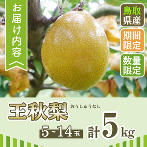 ＜先行予約受付中！11月上旬～12月下旬発送予定＞＜数量限定＞こばやし農園王秋梨(計5kg・5～14玉) ふるさと納税 境港市 特産品 ジューシー 完熟 なし ナシ 果物 くだもの フルーツ 旬 【s