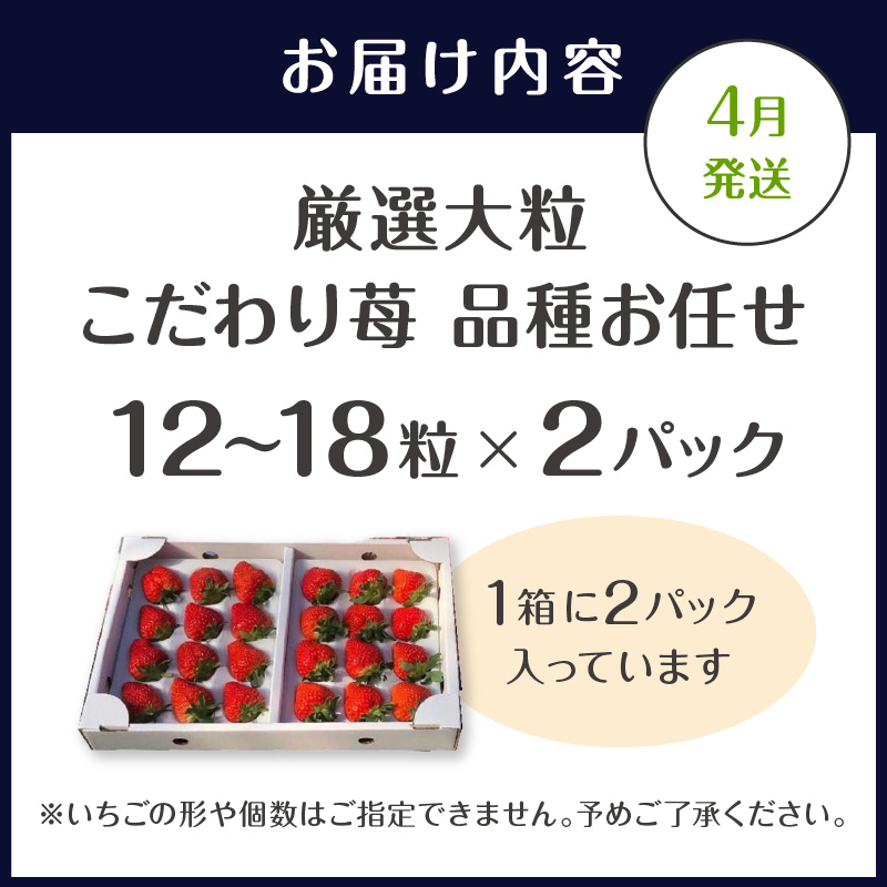 厳選大粒　こだわり苺 品種お任せ12～18粒×2パック(4月発送)(いちご 苺 イチゴ 大粒 紅ほっぺ かおり野 さがほのか 恋みのり 果物 フルーツ )【B6-031_04】