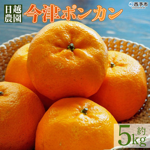 日越農園 愛媛県明浜産 今津ポンカン 5kg