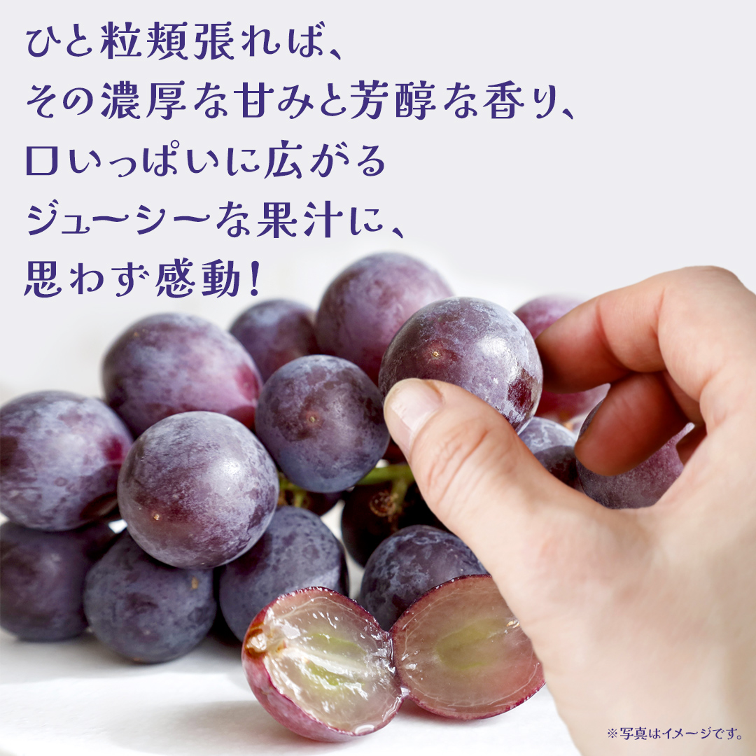 【桐箱入り】 巨峰 １房 (茨城県共通返礼品：大子町) ぶどう 葡萄 ブドウ フルーツ 果物 スイーツ ギフト 贈答用 贈り物 プレゼント