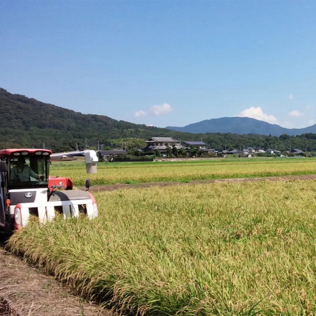 《 令和8年産 》 全6回 定期便 桜川市産 こしひかり 10kg × 6回 新米 先行予約 6ヶ月 茨城県 桜川市 米 お米 白米 コメ ごはん 精米 コシヒカリ 国産 限定 銘柄米 [SC064s