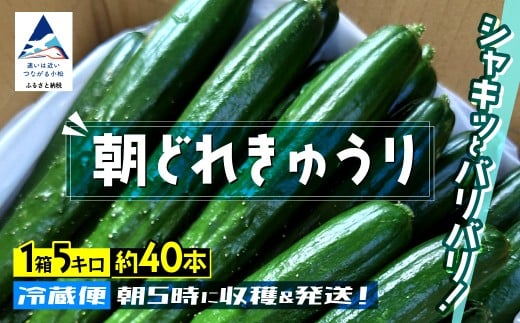 きゅうり 約5kg 約40本 朝獲れ 夏野菜 胡瓜 キュウリ 【JA小松市】石川県 小松市
