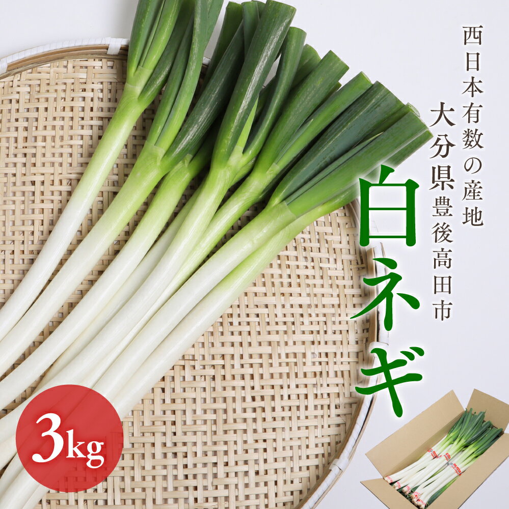 【ふるさと納税】先行予約 ねぎ 野菜 西日本有数の産地で育った 白ネギ3kg 白ねぎ 葱 大分県産 送料無料