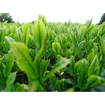 ふるさと納税 西之表市 たねがしま翠6本セット |  | 03