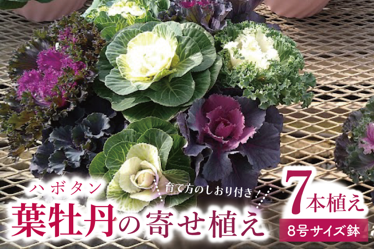 行方市の花農家「すみれ花園」セレクト 葉牡丹の寄せ植え｜花 お花 季節の花 葉牡丹 寄せ植え ギフト 贈り物 プレゼント 茨城県 行方市(EH-29)