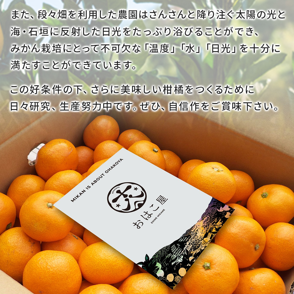 ＜おはこやがつくる 甘平 約2kg（L～3Lサイズ）＞ 果物 フルーツ 柑橘類 かんぺい カンペイ オレンジ みかん ミカン サイズ混合 おいしい 甘い 愛媛限定栽培 特産品 産地直送 西宇和 愛媛県