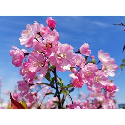 
春を知らせる一重咲きの綺麗な花　ハナカイドウ　(庭木・果樹)【1108686】
