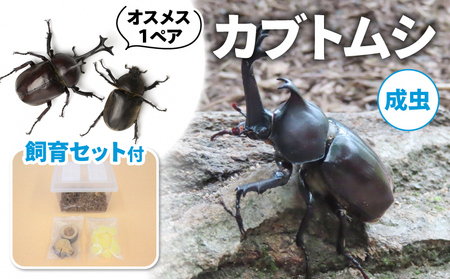 【配送期間は2026年6月下旬～8月上旬に随時配送】カブトムシ（成虫）オスメス１ペア飼育セット付 生き物 かぶとむし 昆虫 