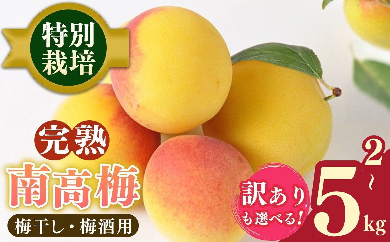 
                  【選べる内容量】【堀内果実園】奈良県産 特別栽培 大切に育てた南高梅(完熟・梅干し用）3kg または 訳あり 2kg or 5kg | 果実 かじつ 梅 うめ 南高梅 なんこうばい 完熟 梅干し 奈良県 五條市
                