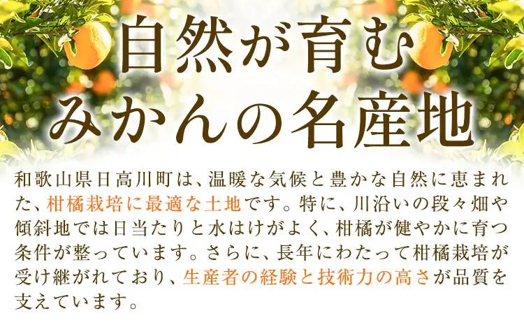 八朔 約10kg はっさく