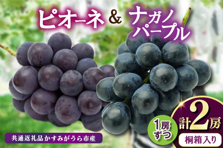 
            桐箱入りナガノパープル1房・ピオーネ1房　県内共通返礼品:かすみがうら市産 (BR165)
          