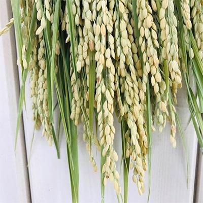 ふるさと納税 上郡町 【お正月に!】稲穂のシンプルスワッグ |  | 02