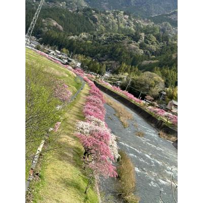 ふるさと納税 新城市 まるちゃん養蜂場 百花はちみつ 計900g(300g×3本) |  | 03