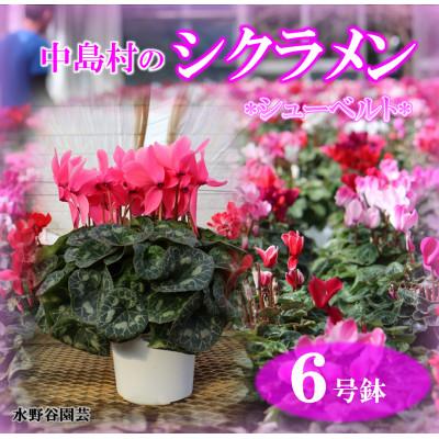 ふるさと納税 中島村 【先行予約】シクラメン6号鉢(シューベルト)　水野谷園芸