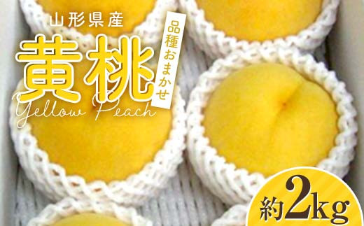 
【2025年 先行予約】山形県産 黄桃 約2kg 品種おまかせ FSY-2055
