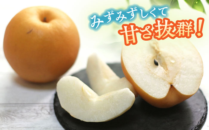 長崎県産 朝採り旬の梨 約5㎏ 12玉～15玉 / 大村市 / 産直松吉 [ACZC007]