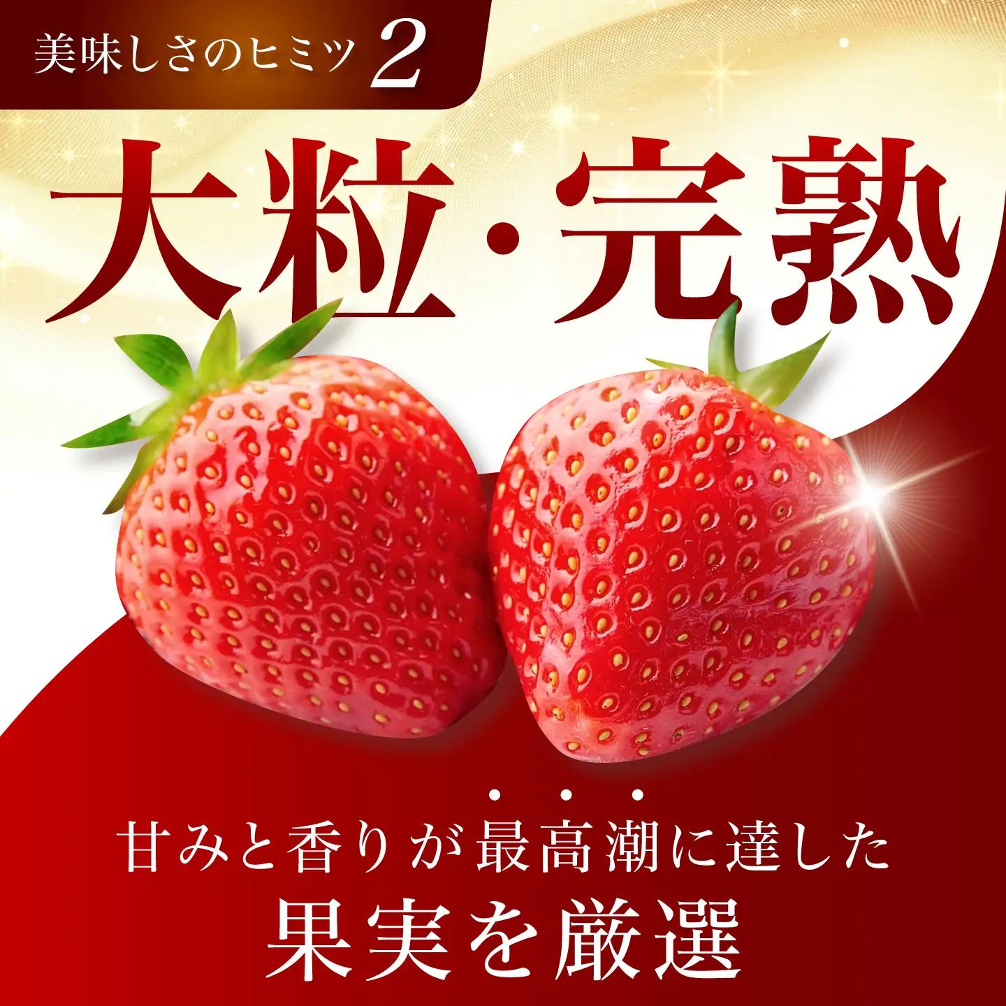 瞬間冷凍イチゴ / いちご イチゴ 冷凍 フローズン フルーツ 果物 ストロベリー / 多治見市 / 廿原ええのお[TCI005]