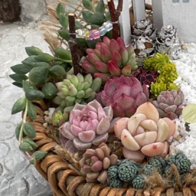 多肉BASE厳選!多肉植物の箱庭風【寄せ植え】1鉢【配送不可地域：離島】【1715898】
