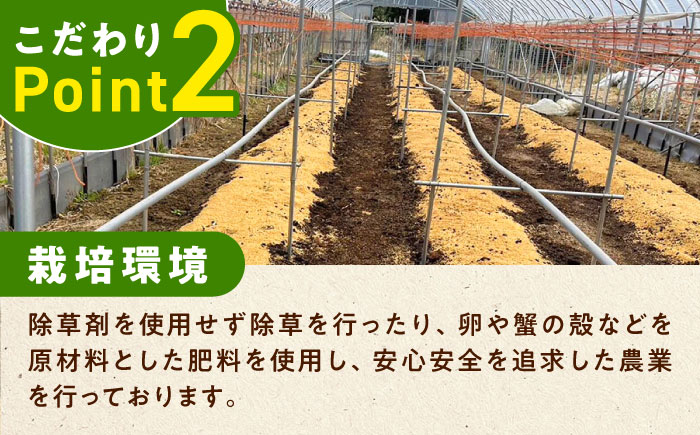 【3月中旬以降順次発送】朝採れアスパラガス2kg 《対馬市》【農家くんのアスパラファーム】  冷蔵 アスパラ とれたて 新鮮 野菜 産地直送 [WCT002]