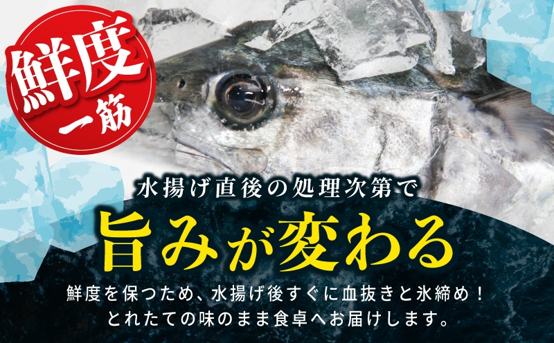 G2188-2 さわら 片身 1kg【漁師 目利き 海鮮 鰆 泉州 新鮮 産地直送 急速冷凍】