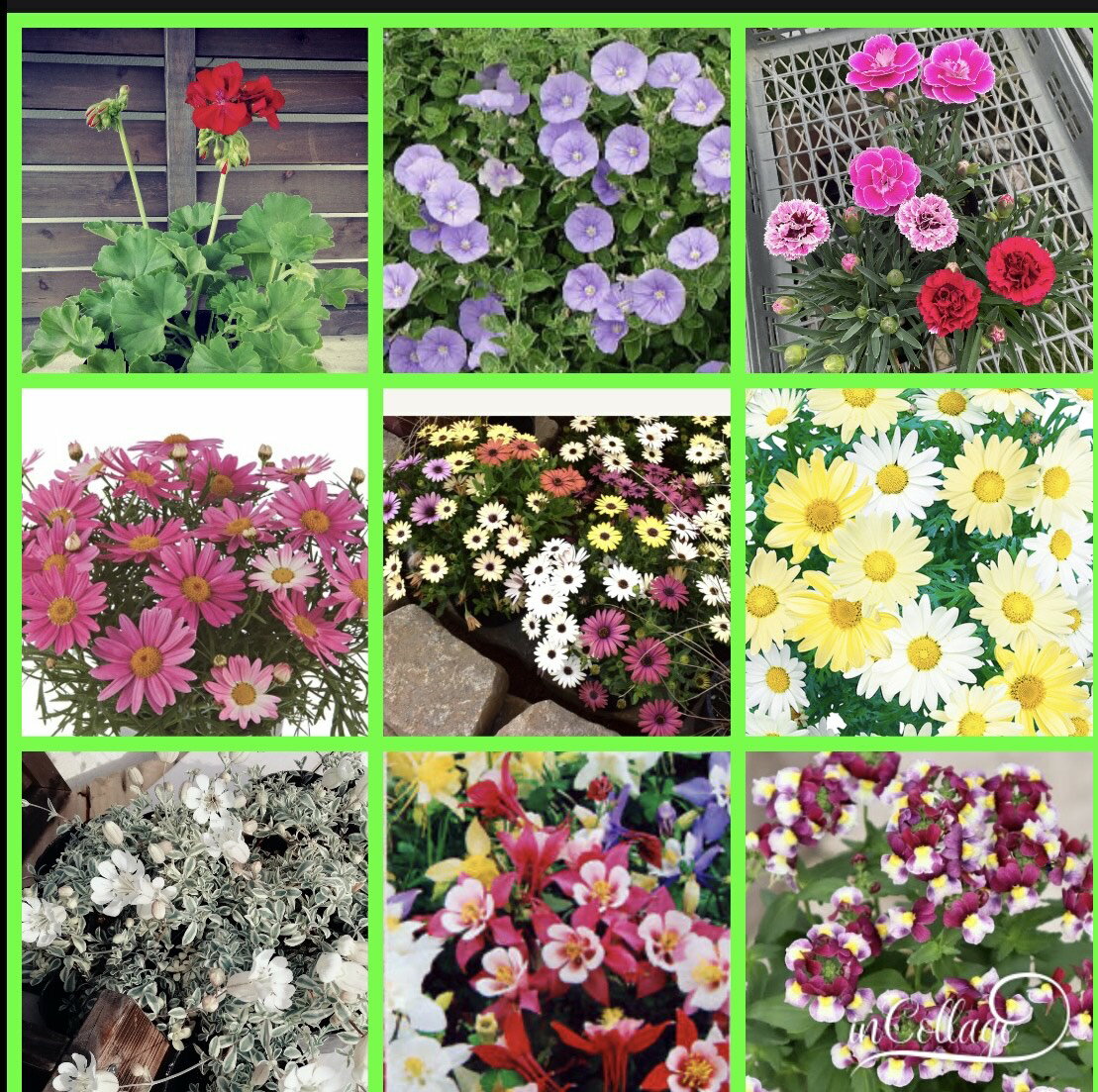 【ふるさと納税】 花農家よりおススメ希少な宿根と季節の宿根セット16苗 | 植物 宿根 宿根植物 苗 草 花 ガーデニング ガーデン 季節 セット 兵庫県 上郡町